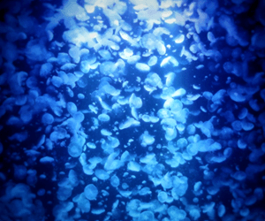 加茂水族館
