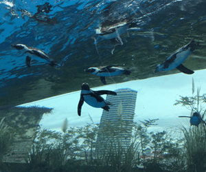 サンシャイン水族館