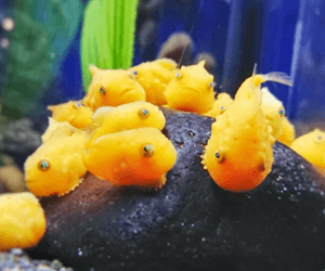 新江ノ島水族館