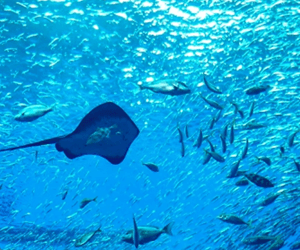 仙台うみの杜水族館