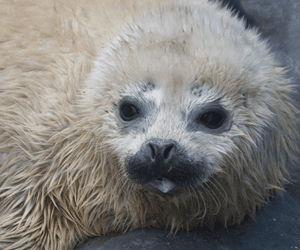 おたる水族館