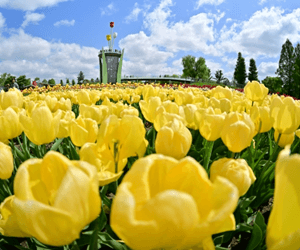 砺波チューリップ公園