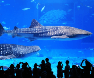 沖縄美ら海水族館