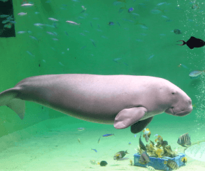 鳥羽水族館