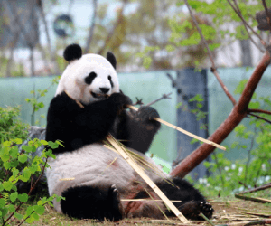 上野動物園