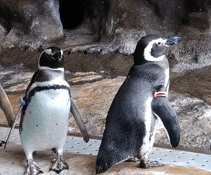 しながわ水族館
