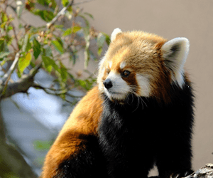 神戸市立王子動物園