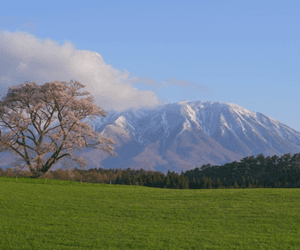 小岩井牧場