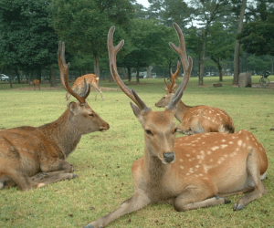 奈良公園