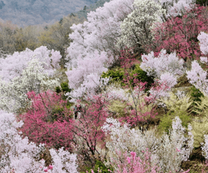 花見山公園