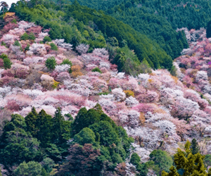 吉野山