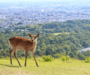 若草山